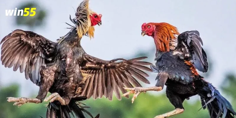 Một số lối đá đòi hỏi chiến kê phải ra đòn rất nhanh. 