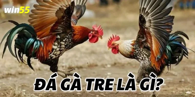 Trực Tiếp Đá Gà Tre - Kèo Gà Đá Ăn Tiền Hấp Dẫn Tại Win55 2 Trực tiếp đá gà tre tại Win55 là sới gà chuyên nghiệp hàng đầu Việt Nam.